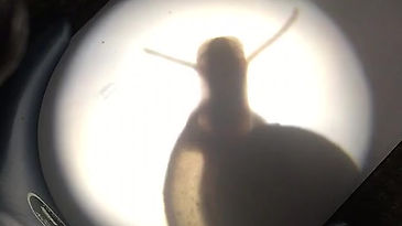 🔬🐛🐌“Microscopic Pond Life!!”  -(3)- “Freshwater Pond Snail”  🐌